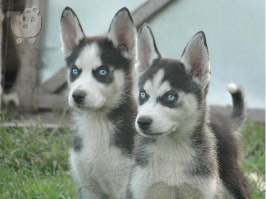Πωλούνται καθαρόαιμα Χάσκι Σιβηρίας (Siberian Husky).