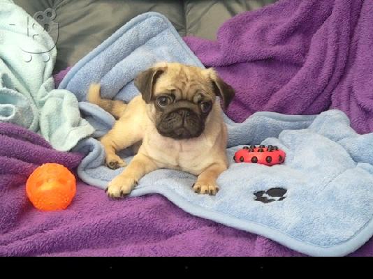 Όμορφα Pug κουτάβια προς πώληση