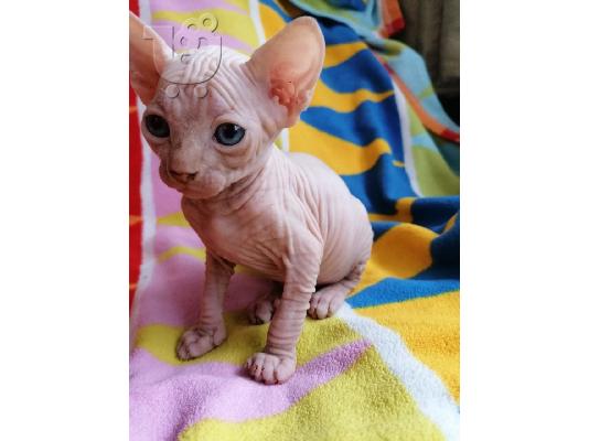 PoulaTo: Sphynx Kittens For Sale