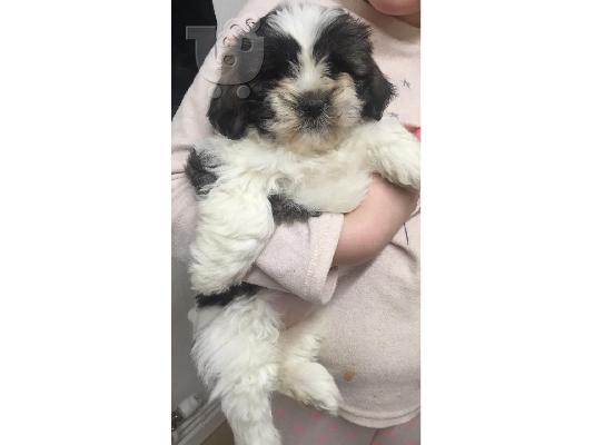 Κορυφαία Quailty Kc Όμορφα όμορφα κουτάβια Shih Tzu