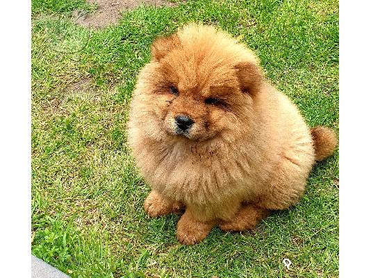 PoulaTo: όμορφο κουτάβι chow chow