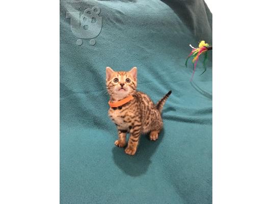 Srebrni bengalski mačići za prodaju kontaktirajte me putem (whatsapp 32460219218) ili (vib...