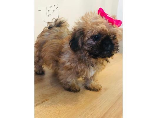 Πανέμορφο Shih Tzu προς πώληση.