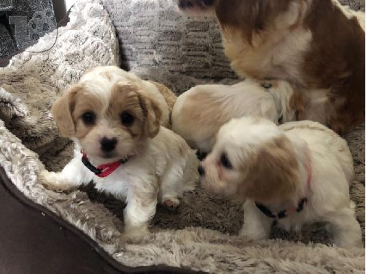 Κουτάβια Cavachon