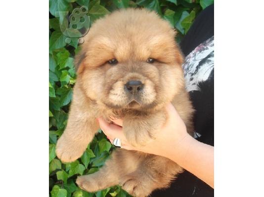 PoulaTo: Chow Chow Diathétoume arseniká kai thilyká