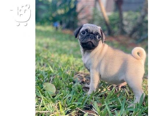 PoulaTo: Όμορφα κουτάβια Pug