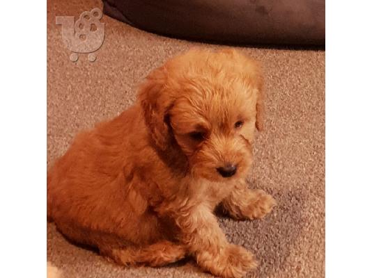 Όμορφα κουτάβια POODLE προς πώληση