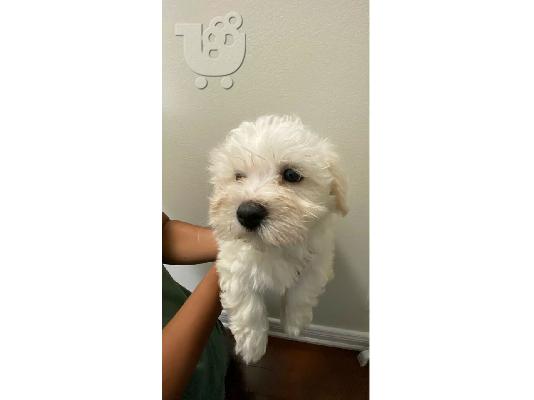PoulaTo: Κουτάβια Maltipoo