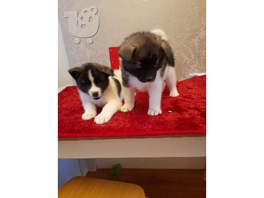 4 όμορφα καθαρά φυτά Akita Pups Διαθέσιμα προς πώληση -