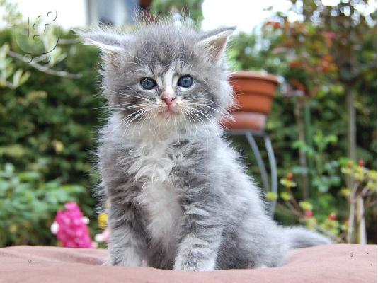 PoulaTo: Διαθέσιμο Maine Coon γατάκια