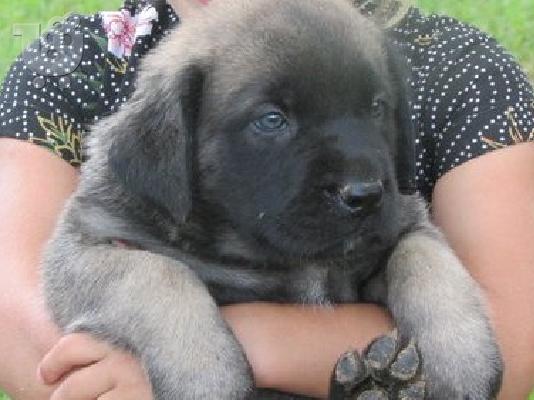 PoulaTo: Αγγλικά Bull Mastiff κουτάβια