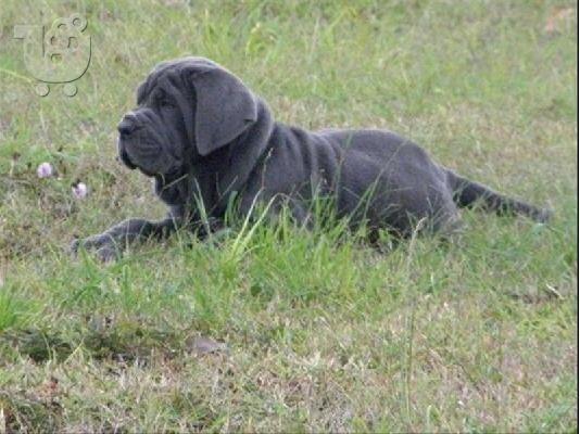 Ναπολιτάνικο Mastiff, αρσενικά και θηλυκά διαθέσιμα,