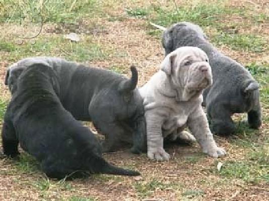 PoulaTo: Ναπολιτάνικο Mastiff, αρσενικά και θηλυκά διαθέσιμα,