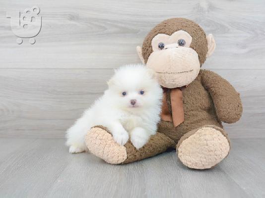 PoulaTo: Εκπαιδευμένα κουτάβια Pomeranian
