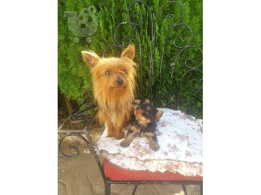 yorkshire terrier toy