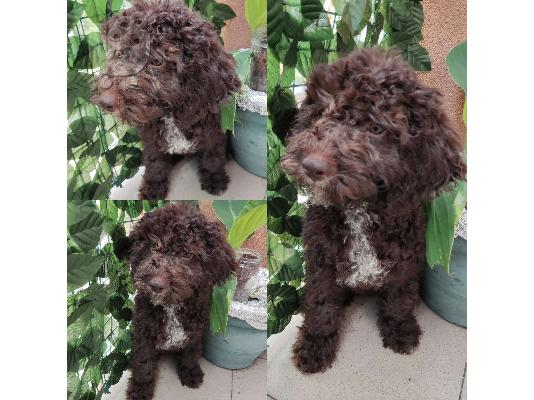 PoulaTo: Lagotto Romagnolo κουτάβια προς πώληση