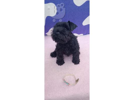 Μινιατούρα Schnauzer κουτάβια