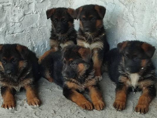 Γερμανικός Ποιμενικός κουτάβια