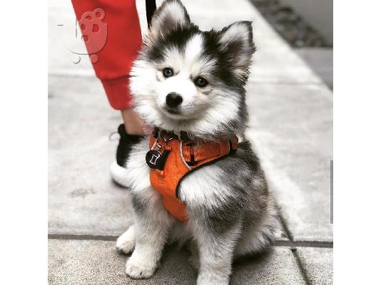 υπέροχο pomsky έτοιμο για υιοθέτηση