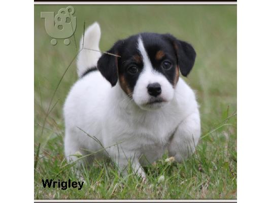 PoulaTo: Φοβερά κουτάβια Jack Russell Terrier