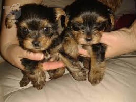 Αρσενικά και θηλυκά κουτάβια Yorkie
