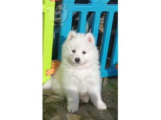 PoulaTo: Κουτάβια Samoyed προς Πώληση