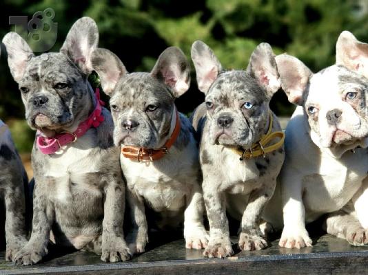 PoulaTo: French bulldog merle