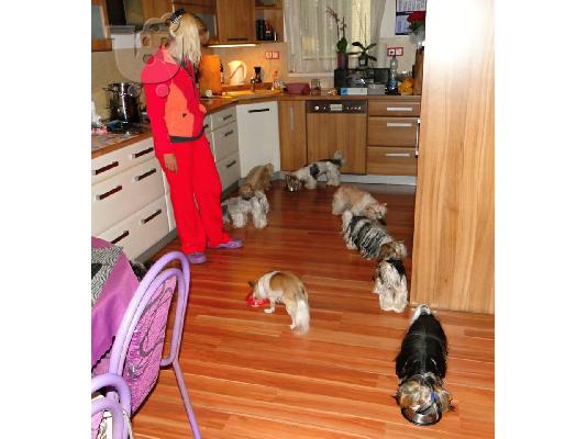 2 χαριτωμένο biewer yorkshire Terrier (αρσενικό και θηλυκό)