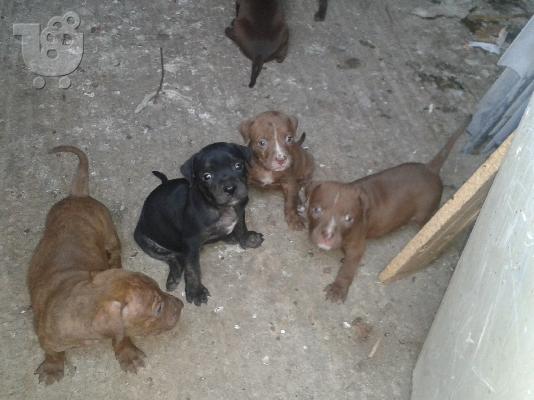 PoulaTo: xarizontai pitbull red neso