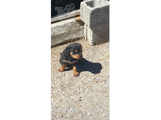 Καθαρόαιμα αρσενικά και θηλυκά rottweiler.