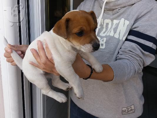 PoulaTo: Jack russell