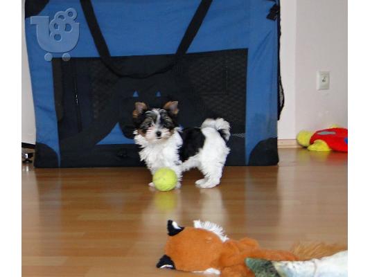 Χαριτωμένο καθαρόαιμο κουτάβι biewer yorkshire terrier