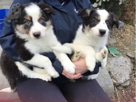 PoulaTo: Border Collie Puppies για υιοθεσία