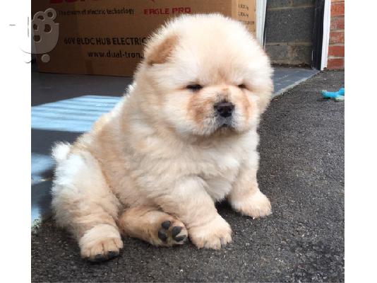 Πωλούνται κουτάβια Chow Chow