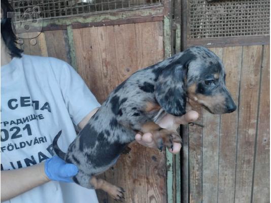 Dachshund κουτάβια εξωτικών χρωμάτων