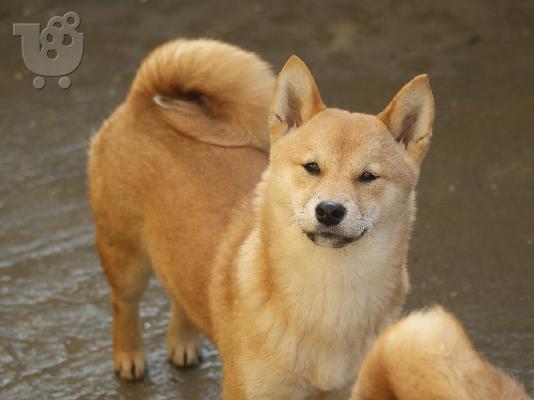 Shiba Inu κουτάβια προς πώληση