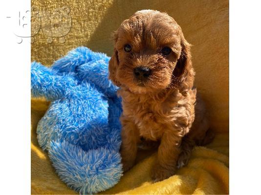 Το υπέροχο cavapoo μας είχε μια γέννα από 6 κόκκινα κουτάβια cavapoo....