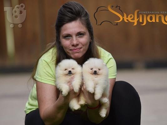 Κουτάβια Pomeranian Boo, όμορφα αρκουδάκια