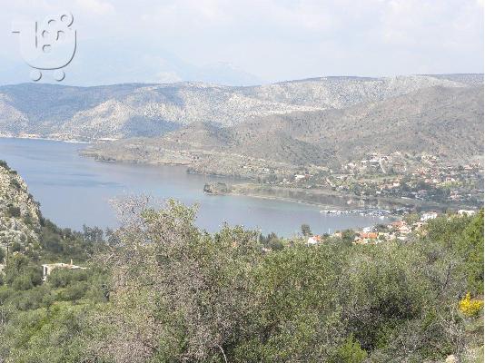 ΑΛΥΚΗ ΔΗΜΟΣ ΘΙΣΒΗΣ ΒΟΙΩΤΙΑ