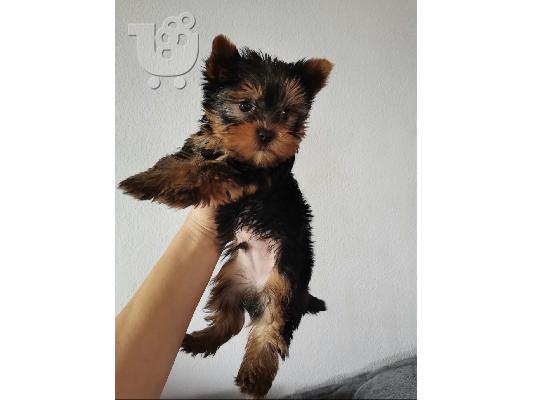 yorkshire terrier