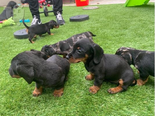 PoulaTo: AKC Dachshunds