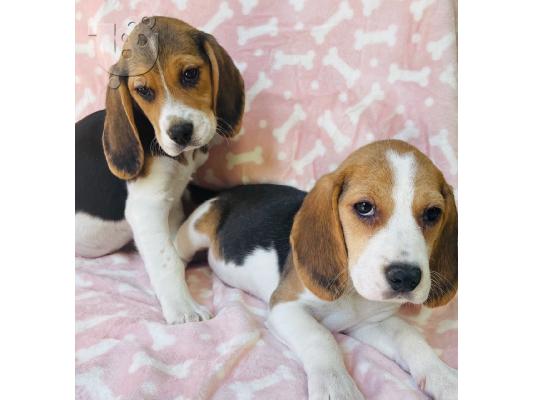 Εδώ παρουσιάζουμε τα υπέροχα κουτάβια Beagle μας έτο...
