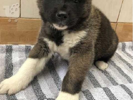 ΚΑΤΑΠΛΗΚΤΙΚΑ ΥΠΗΡΕΣΙΑ ΑΚΙΤΑ PUPPIES SVSILABLE