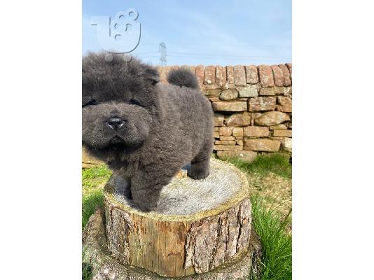 Αξιολάτρευτα κουτάβια Chow Chow