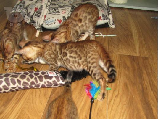 TICA Bengal Kitten