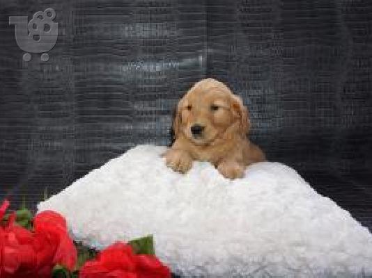 PoulaTo: X μάζα τεριέ Golden Retriever