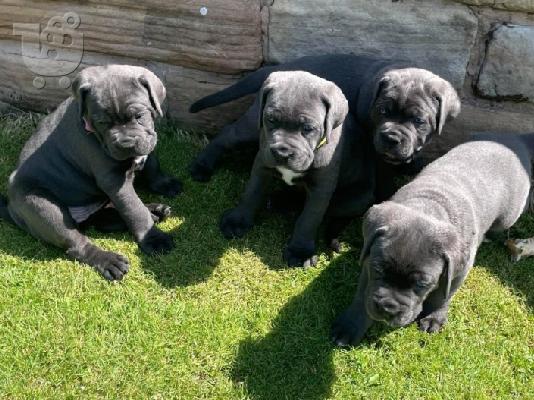 PoulaTo: Κουτάβια Cane Corso για υιοθεσία