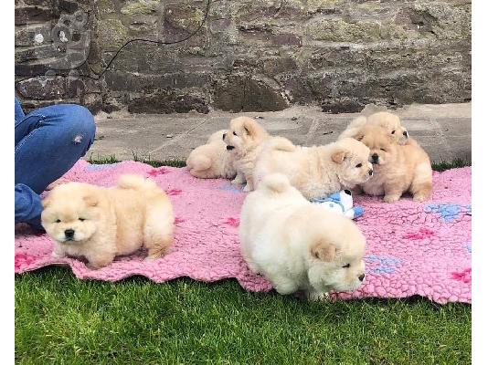 Chow Chow μωρά διαθέσιμα