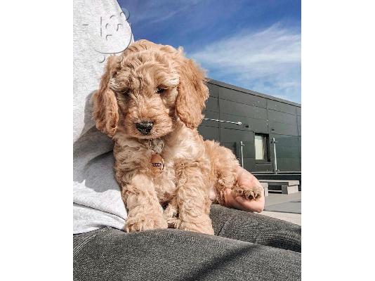PoulaTo: Έχουμε αρσενικό και θηλυκό Cocker Spaniel έτοιμο να