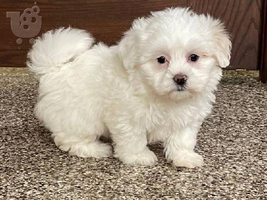 PoulaTo: Κουτάβια Coton De Tulear